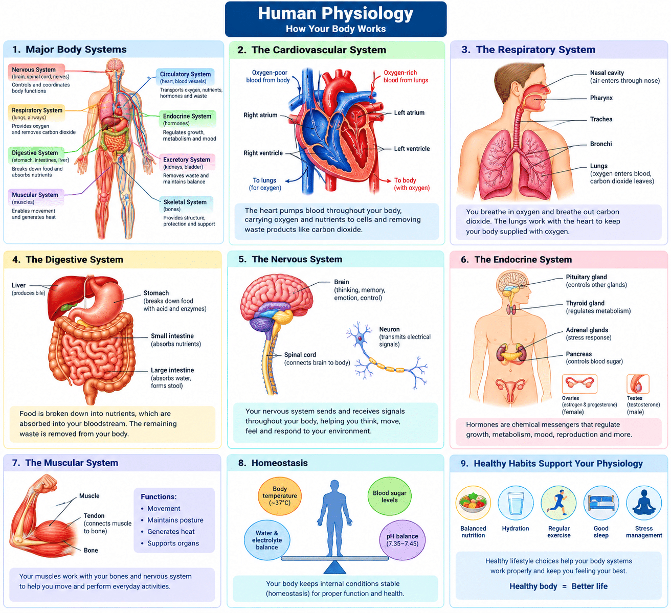 What is Human Physiology? – Earthcare Foundation NGO